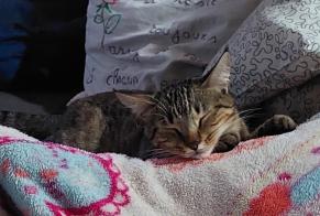 Alerta desaparecimento Gato  Fêmea , 2 anos Andrest France