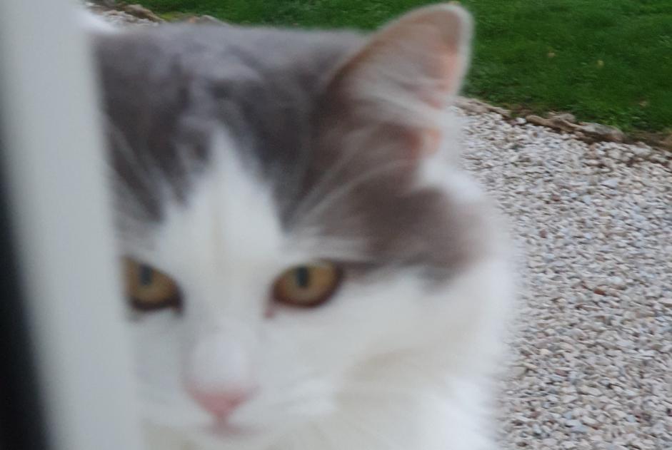 Alerta desaparecimento Gato Macho , 5 anos Dracy-Saint-Loup France