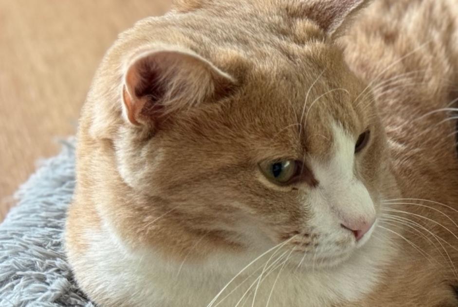 Alerta desaparecimento Gato Macho , 40 anos Cortaillod Switzerland