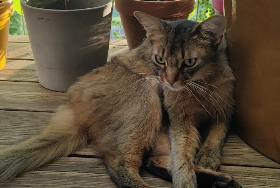 Alerta desaparecimento Gato  Macho , 2 anos Bourg-en-Lavaux Switzerland