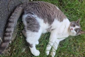 Alerta desaparecimento Gato  Fêmea , 6 anos Neuchâtel Switzerland