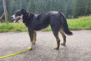 Alerta descoberta Cão Fêmea Château-d’Œx Switzerland