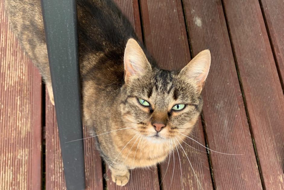 Alerta descoberta Gato Fêmea Ecublens Switzerland