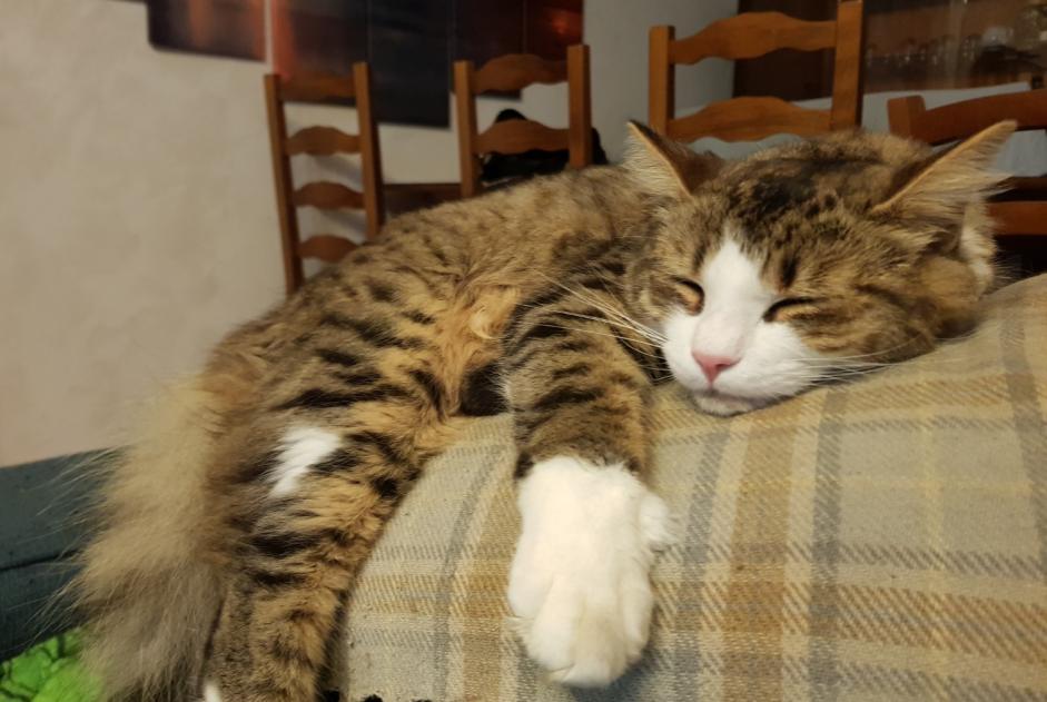 Alerta desaparecimento Gato  Macho , 1 anos Hérimoncourt France