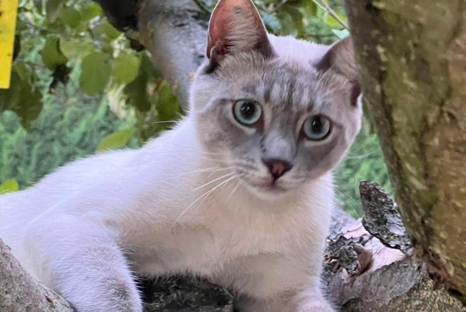 Alerta desaparecimento Gato  Macho , 1 anos Pertuis France