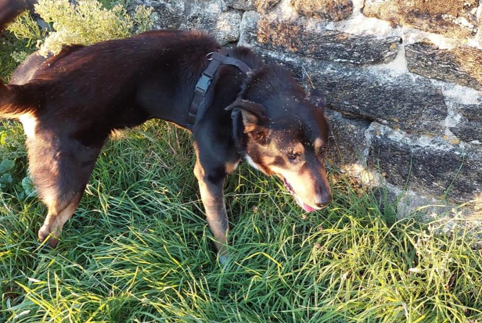 Alerta descoberta Cão cruzamento Macho Saint-Nazaire France