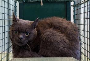 Alerta descoberta Gato  Desconhecido , 2 anos Nans France