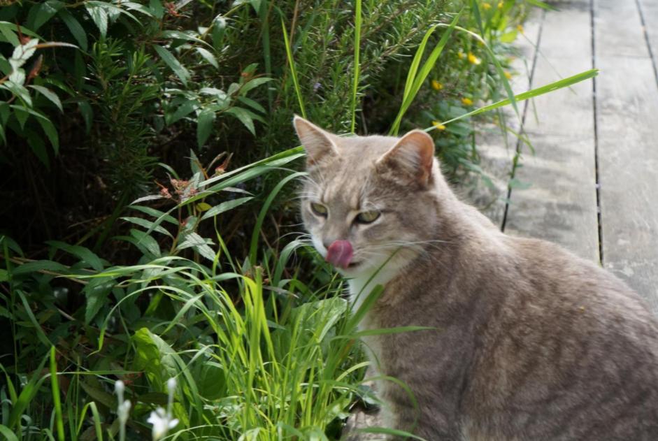 Alerta desaparecimento Gato cruzamento Fêmea , 3 anos Bourg-Saint-Christophe France