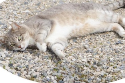 Alerta desaparecimento Gato cruzamento Fêmea , 3 anos Bourg-Saint-Christophe France