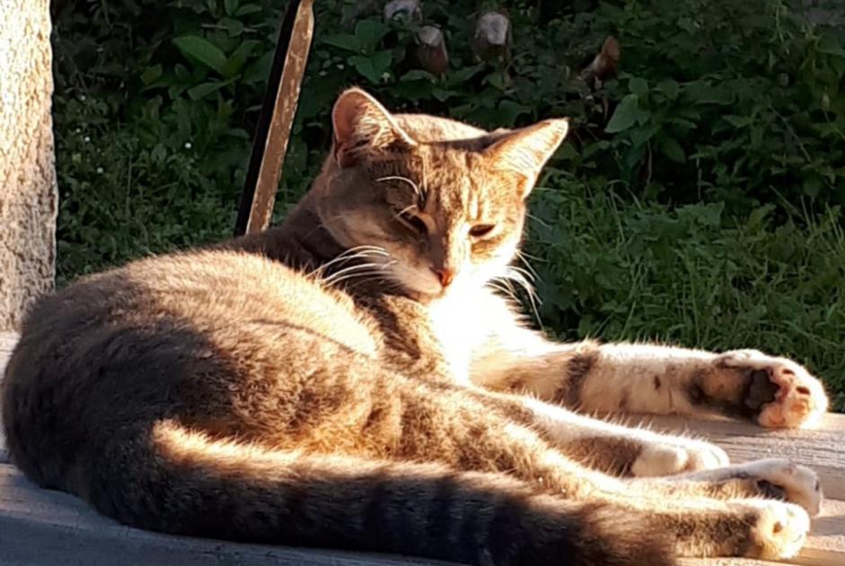 Alerta desaparecimento Gato cruzamento Fêmea , 3 anos Bourg-Saint-Christophe France