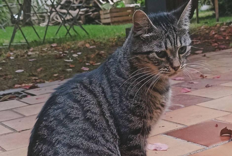 Alerta desaparecimento Gato  Macho , 1 anos Niort France