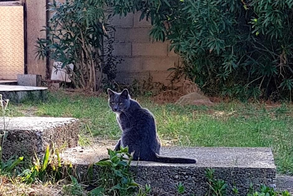 Alerta desaparecimento Gato  Fêmea , 7 anos Auby France