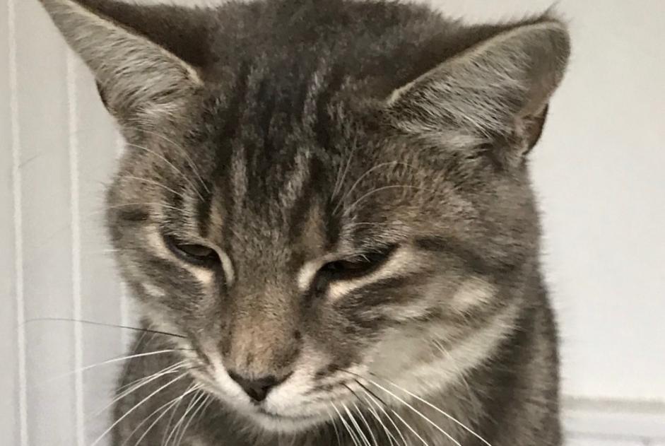 Alerta descoberta Gato Desconhecido Damphreux-Lugnez Switzerland