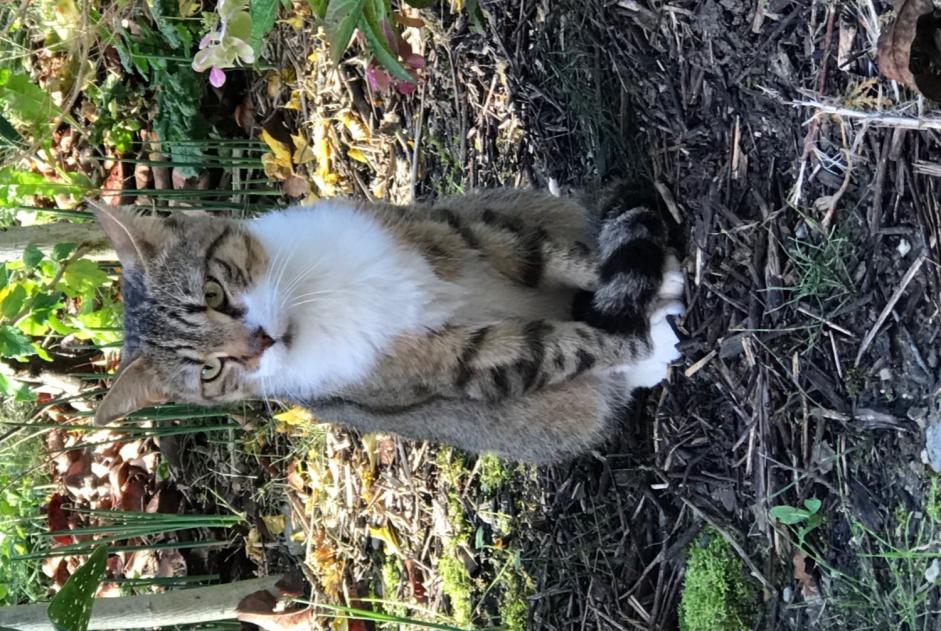 Alerta descoberta Gato Macho Tournon France