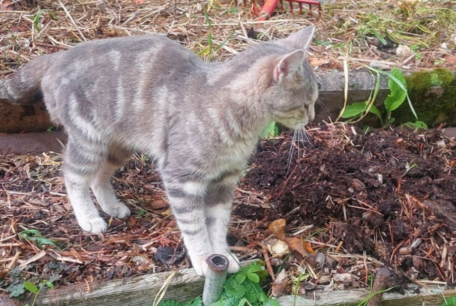 Alerta descoberta Gato Fêmea Vevey Switzerland