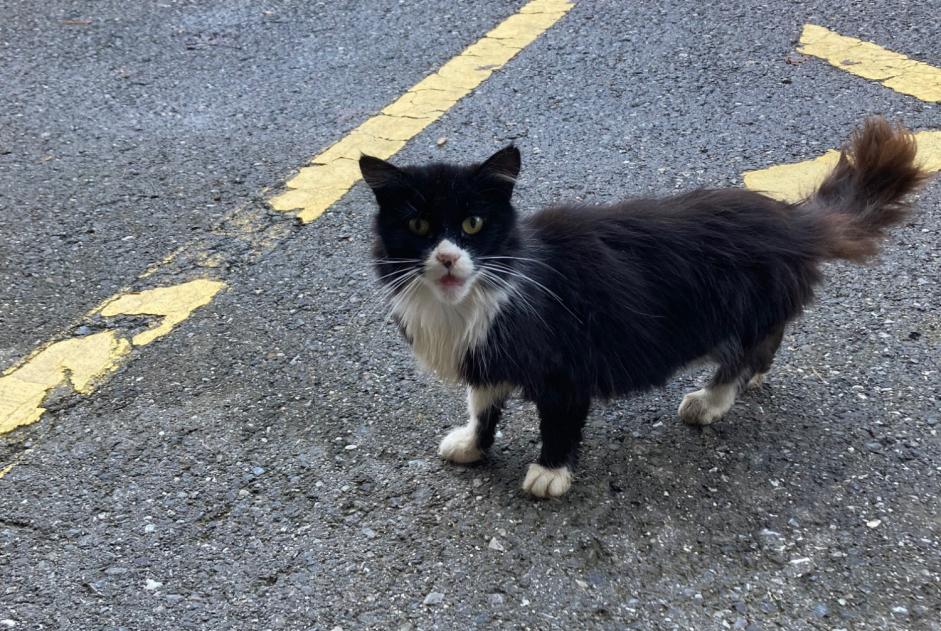 Alerta descoberta Gato Desconhecido Val-de-Charmey Switzerland