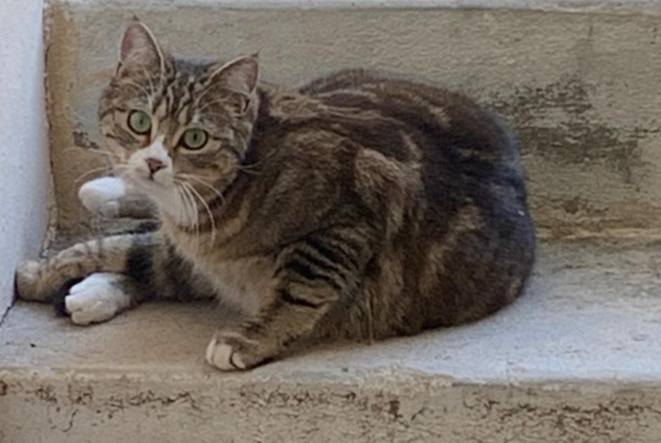 Alerta desaparecimento Gato  Fêmea , 1 anos Blonay - Saint-Légier Switzerland