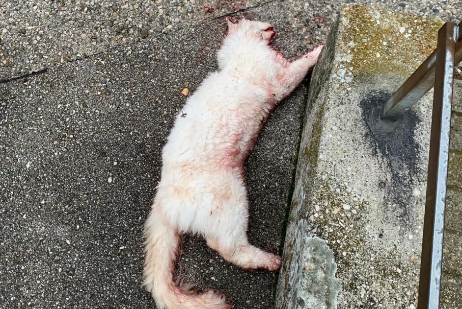 Alerta descoberta Gato Desconhecido La Grande Béroche Switzerland