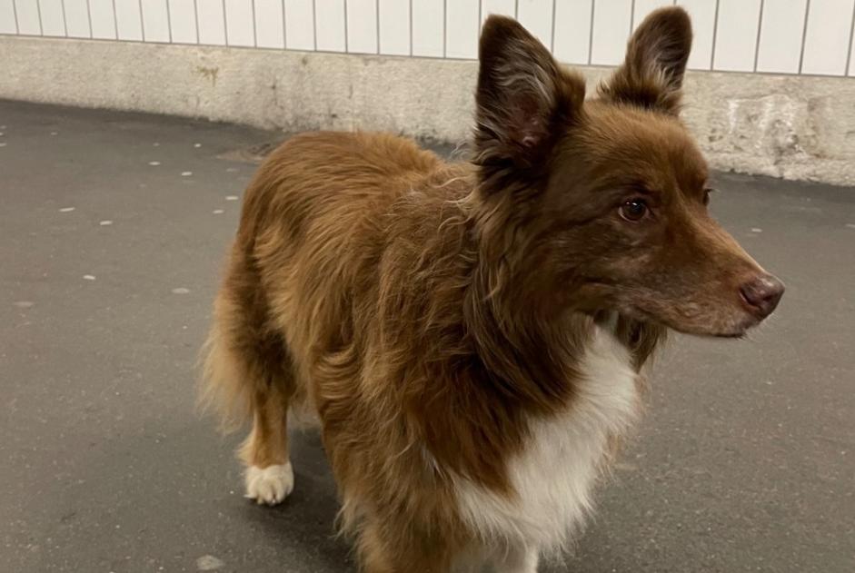 Alerta descoberta Cão  Desconhecido Neuchâtel Switzerland