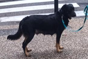 Alerta desaparecimento Cão cruzamento Fêmea , 2 anos Nîmes France