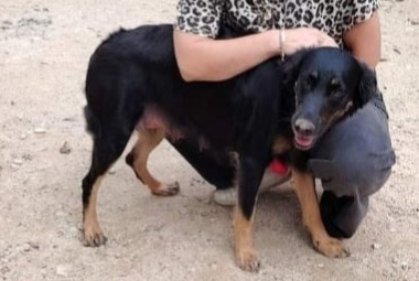 Alerta desaparecimento Cão cruzamento Fêmea , 2 anos Nîmes France