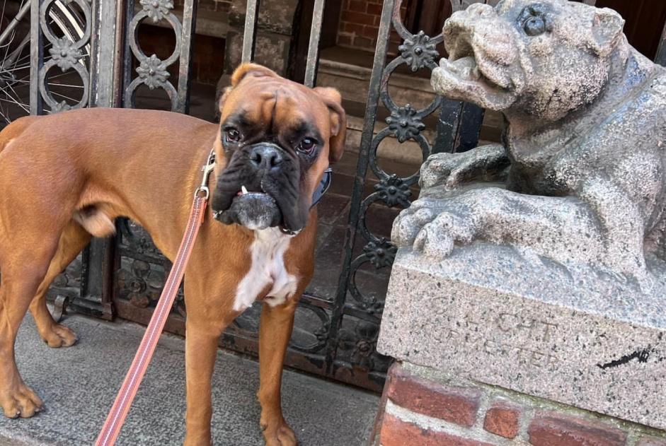 Alerta desaparecimento Cão  Macho , 3 anos Lutry Switzerland