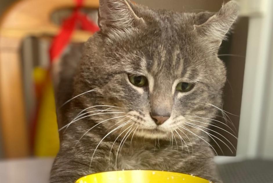 Alerta desaparecimento Gato  Macho , 5 anos Lausanne Switzerland