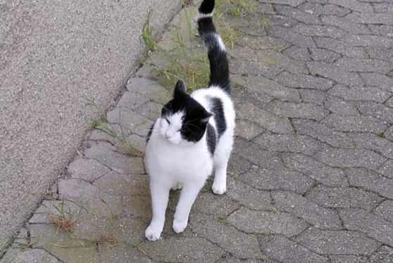 Alerta desaparecimento Gato Macho , 12 anos Morges Switzerland