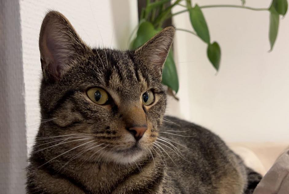 Alerta desaparecimento Gato Macho , 1 anos Henniez Switzerland