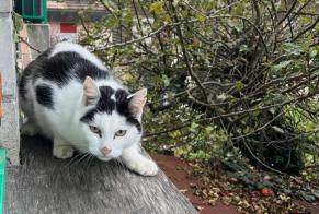 Alerta descoberta Gato Desconhecido Etoy Switzerland