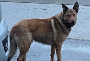 Alerta descoberta Cão Macho Chavannes-le-Chêne Switzerland