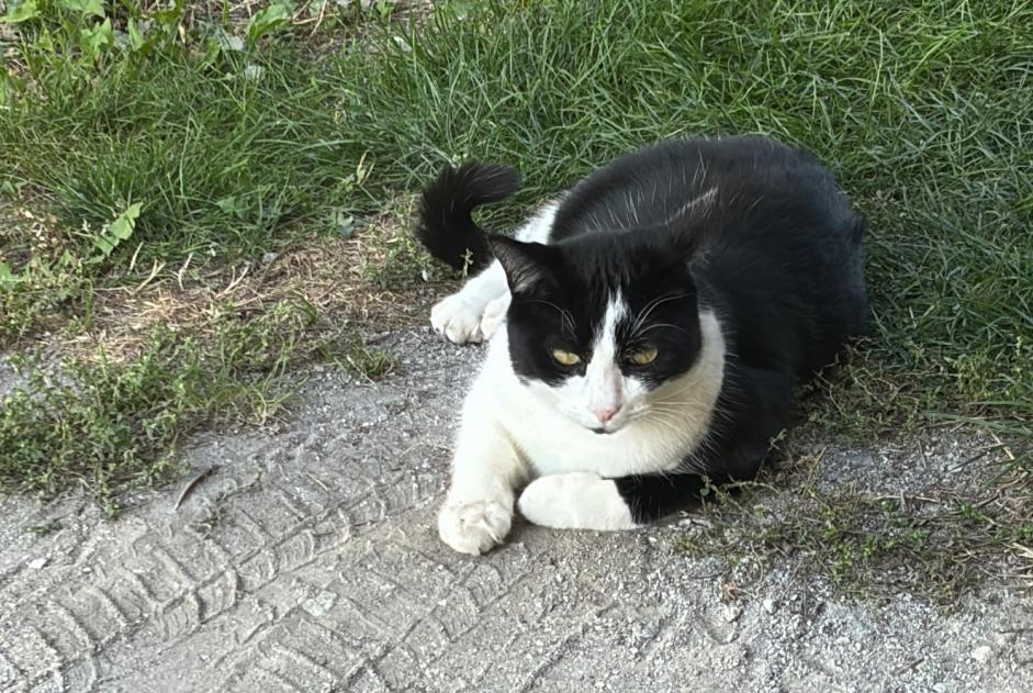 Alerta desaparecimento Gato cruzamento Macho , 2 anos Sierre Switzerland