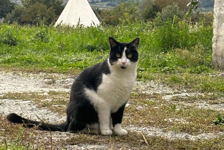 Alerta desaparecimento Gato cruzamento Macho , 2 anos Sierre Switzerland