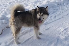 Alerta descoberta Cão  Fêmea Saint-Cergue Switzerland