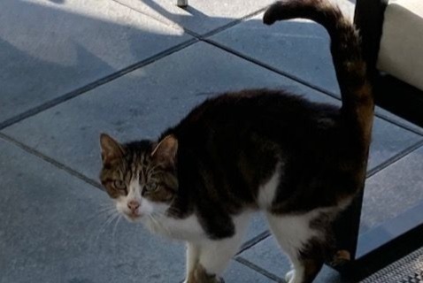 Alerta descoberta Gato Fêmea Vully-les-Lacs Switzerland