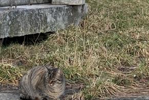 Alerta descoberta Gato  Desconhecido Bulle Switzerland