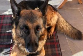 Alerta descoberta Cão  Fêmea Saint-George Switzerland