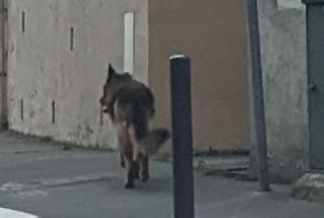 Alerta descoberta Cão  Desconhecido Toulouse France