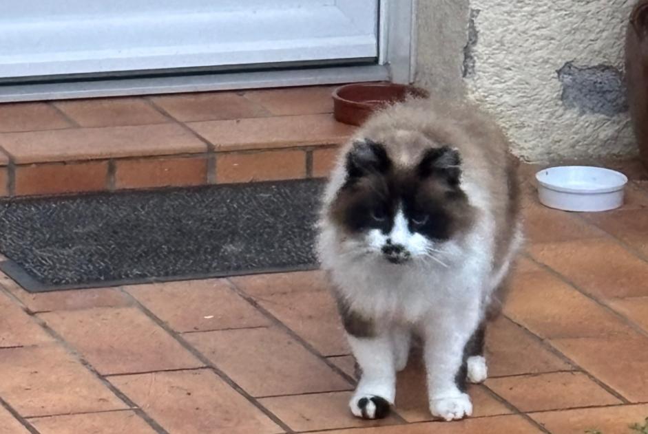 Alerta descoberta Gato Desconhecido Argelès-Gazost France