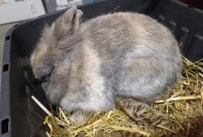 Alerta descoberta Coelho Desconhecido Saint-Julien-des-Landes France