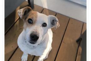 Alerta descoberta Cão  Fêmea Rumilly France