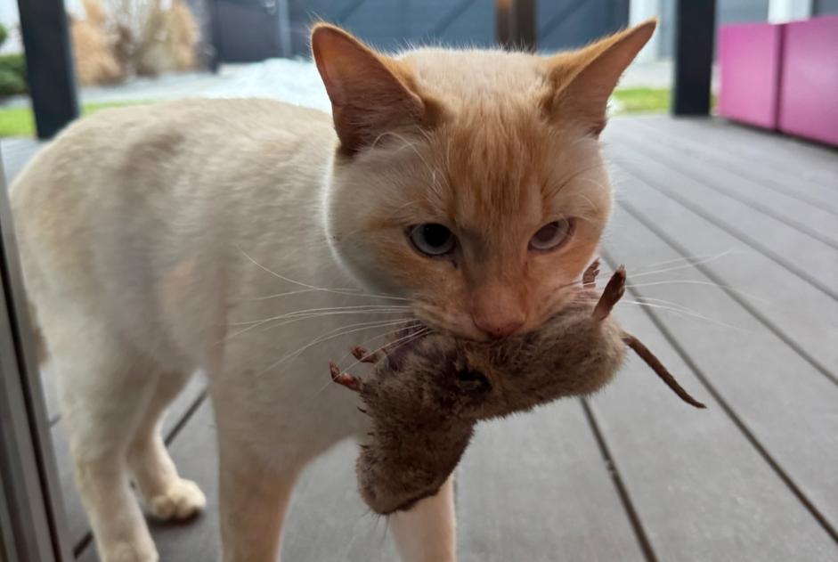 Alerta desaparecimento Gato cruzamento Macho , 3 anos Isérables Switzerland