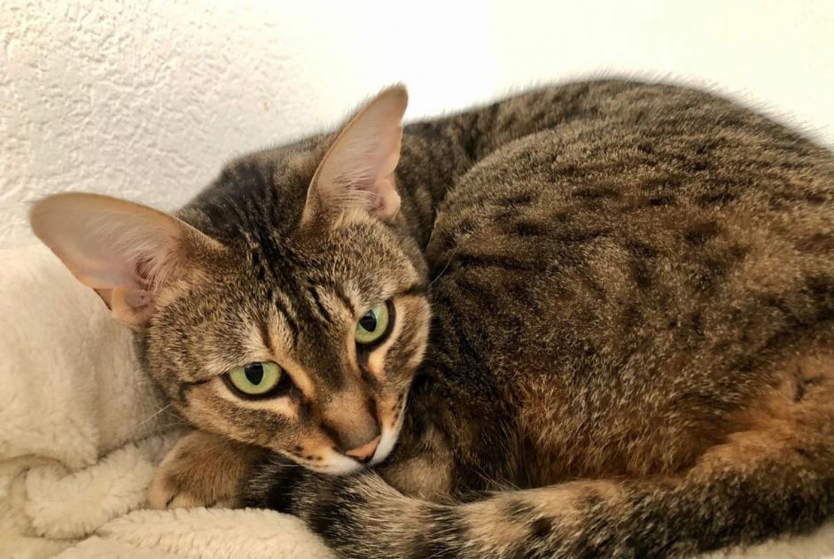 Alerta desaparecimento Gato  Fêmea , 5 anos Val de Bagnes Switzerland