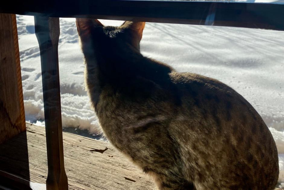 Alerta desaparecimento Gato  Fêmea , 5 anos Val de Bagnes Switzerland