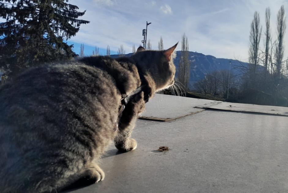 Alerta desaparecimento Gato Macho , 1 anos Chêne-Bourg Switzerland