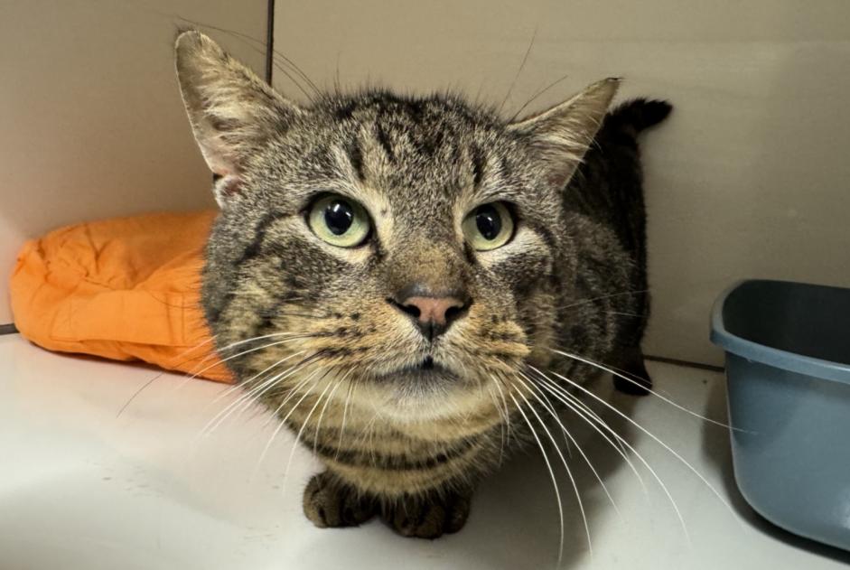 Alerta descoberta Gato Macho Châteaubourg France