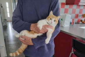 Alerta descoberta Gato Macho Saint-Ciers-sur-Gironde France