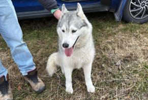 Alerta descoberta Cão  Desconhecido Martigny Switzerland